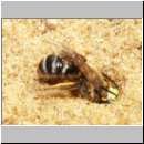 Cerceris rybyensis - Knotenwespe 20 Furchenbiene wird ins Nest gezogen.jpg